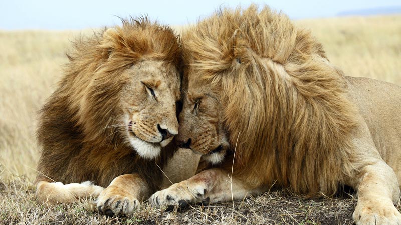 Enjoy-Tours-Limited-Madikwe-Lion-Brothers
