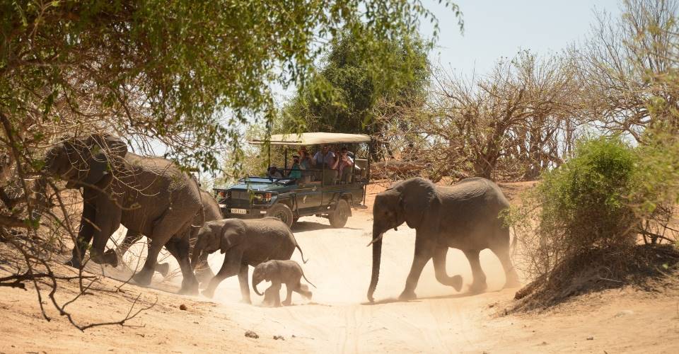 Chobe-game-drive