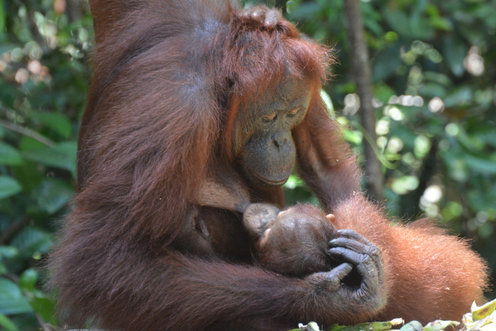 Enjoy Indonesia Tours © JP Pariset Photo Borneo 2