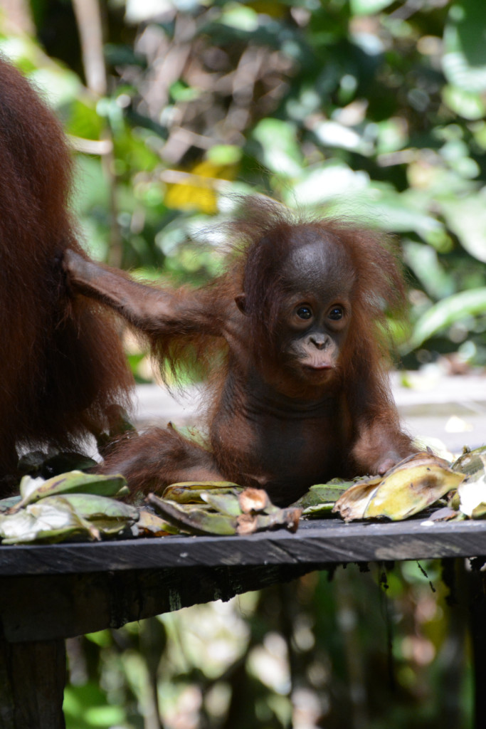 Enjoy Indonesia Tours © JP Pariset Photo Borneo 5
