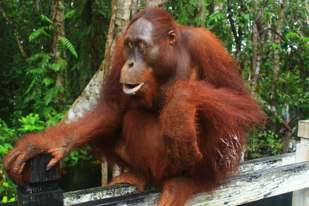 Enjoy Indonesia Tours EV-Borneo