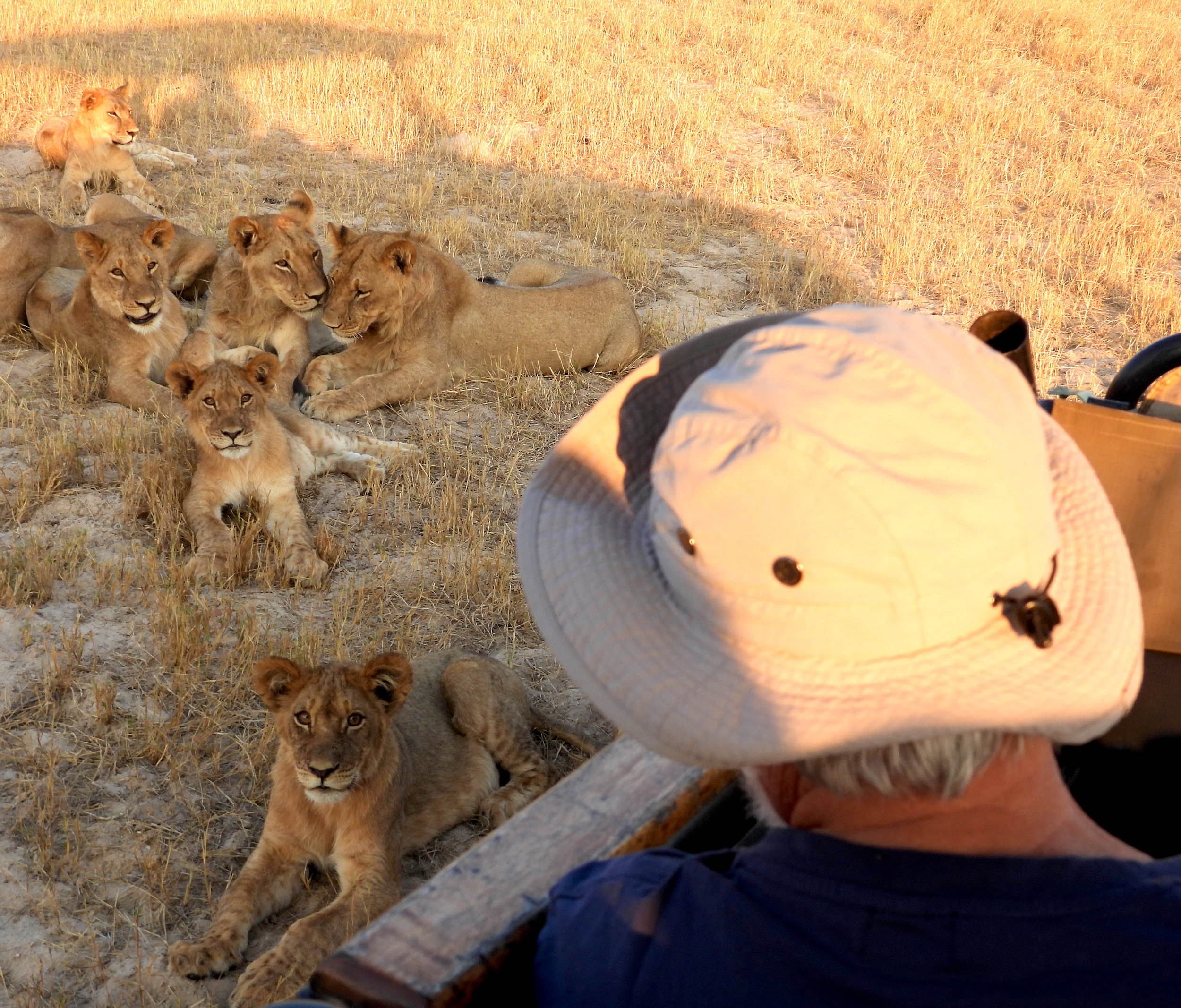Enjoy Africa Tours © Charles Brightman Photo Lions 2