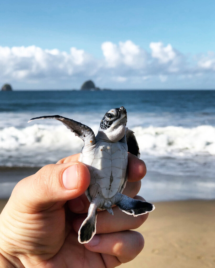 Enjoy-Indonesia-Tours-Sukamade-turtle-beach-baby-820×1024
