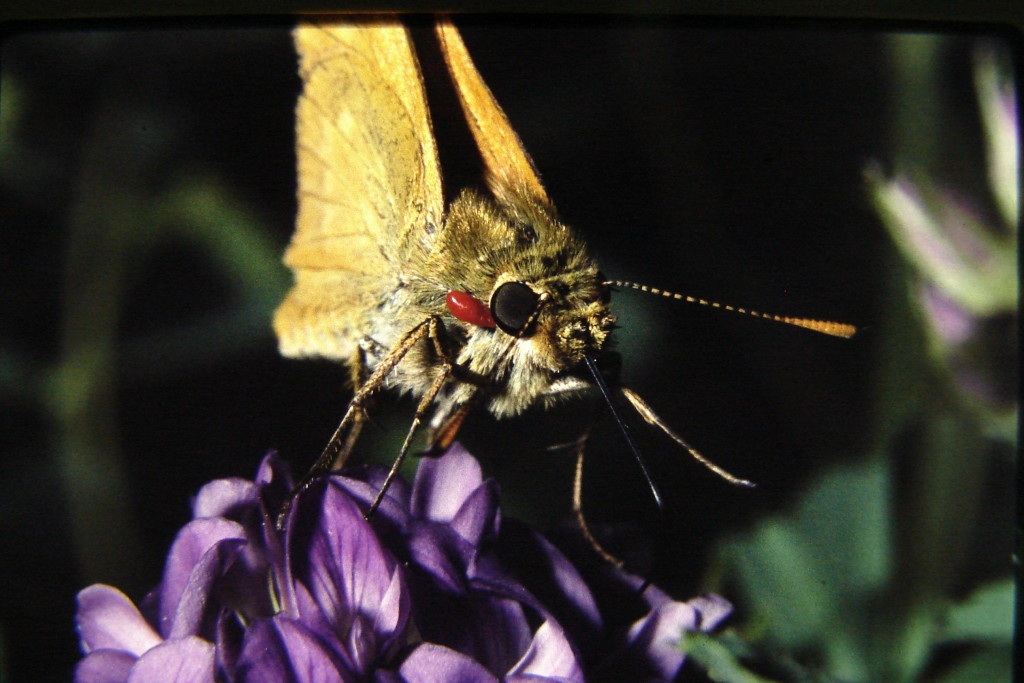 Flower-and-butterfly-Claude-4-1024×683
