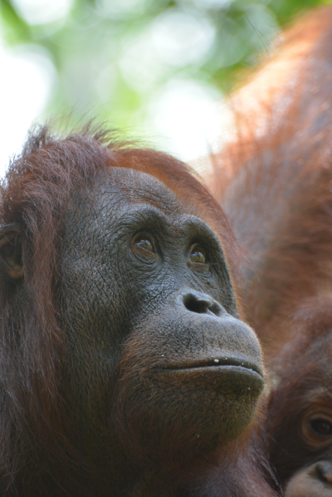 Enjoy Indonesia Tours © JP Pariset Photo Borneo 3