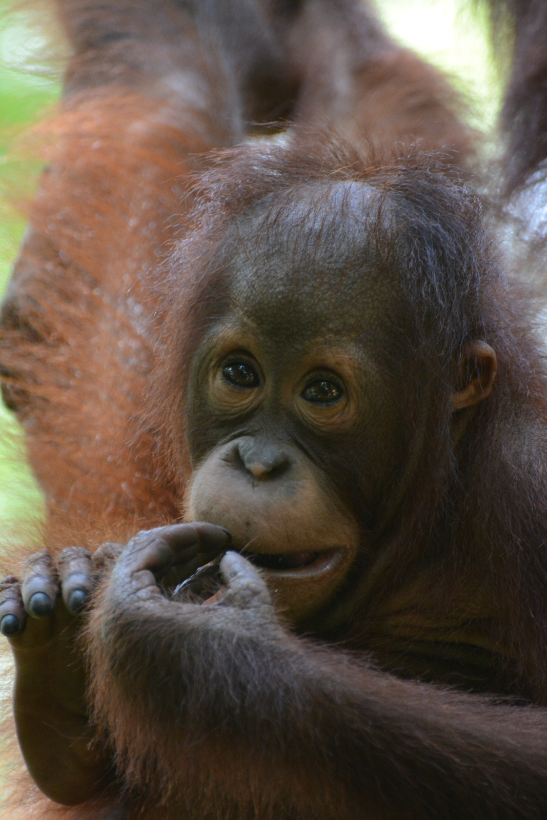 Enjoy Indonesia Tours © JP Pariset Photo Borneo 6