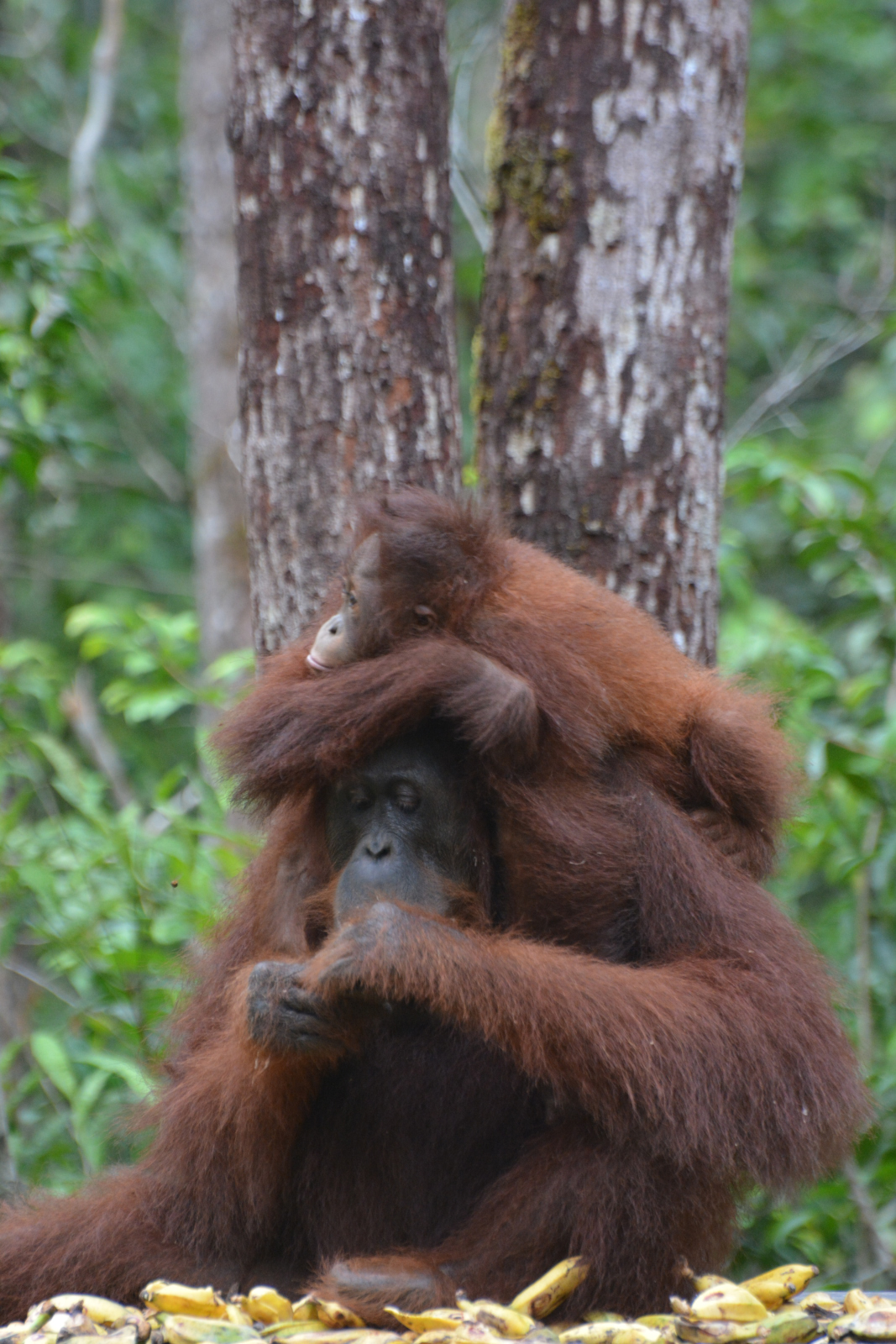 Enjoy Indonesia Tours © JP Pariset Photo Borneo 7