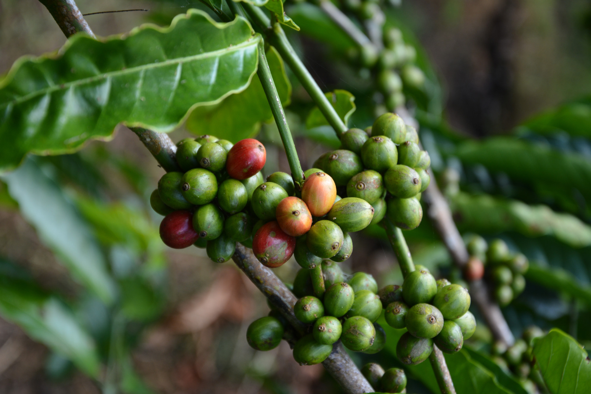 Enjoy Indonesia Tours © JP Pariset Photo Coffee 1