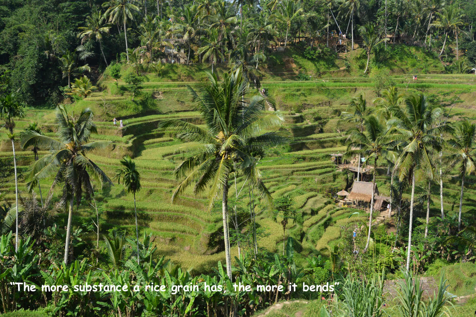 Enjoy Indonesia Tours © JP Pariset Photo Riziere The more substance ….